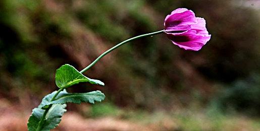 举重冠军谈《战神5》索尔：大肚腩代表超级力量